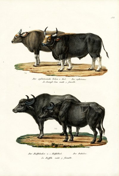 Gaur, 1824 by Karl Joseph Brodtmann